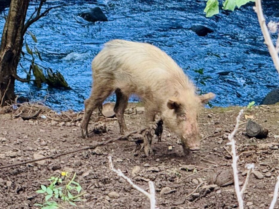 Pig on Fatu Hiva