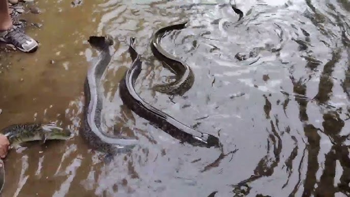 Blue-eyed eels, Mo'orea