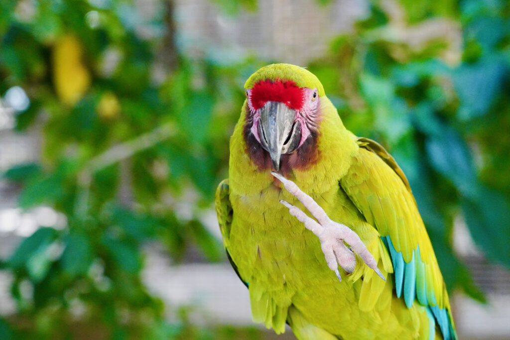 Puerto Plata—Ocean World Adventure Park bird