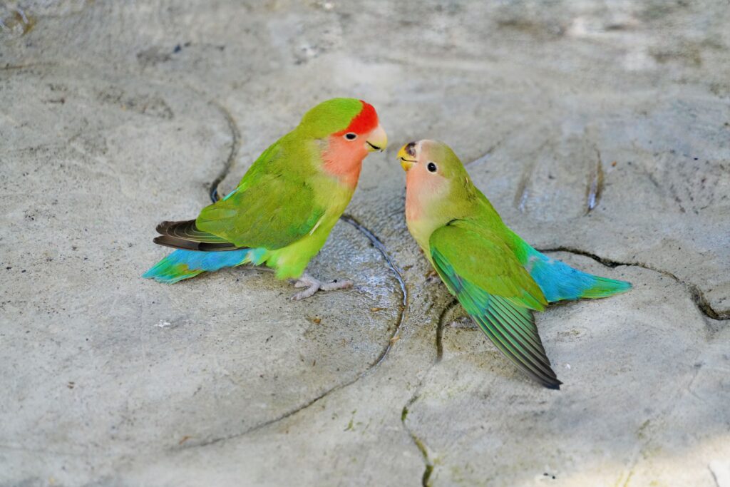 Puerto Plata—Ocean World Adventure Park birds