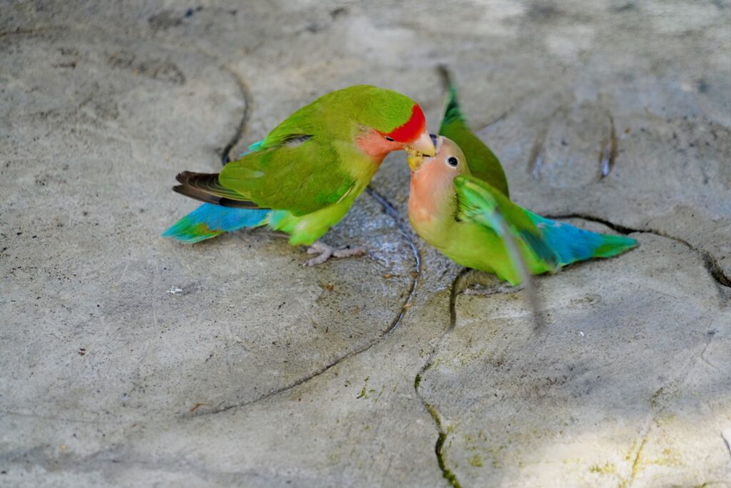 Puerto Plata—Ocean World Adventure Park birds