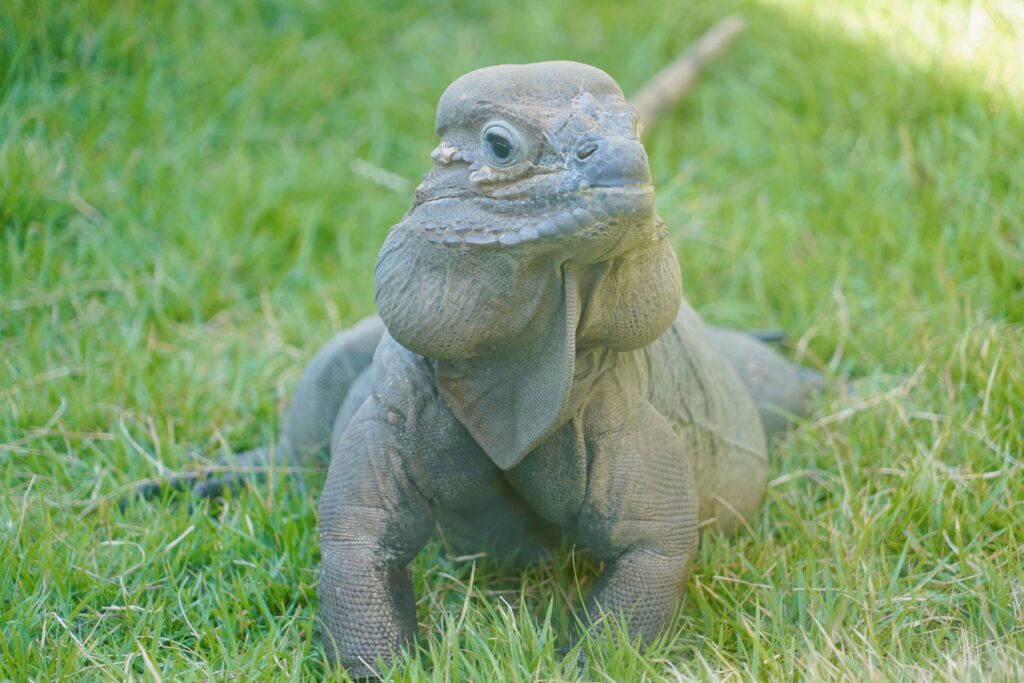 Puerto Plata—Ocean World Adventure Park iguana