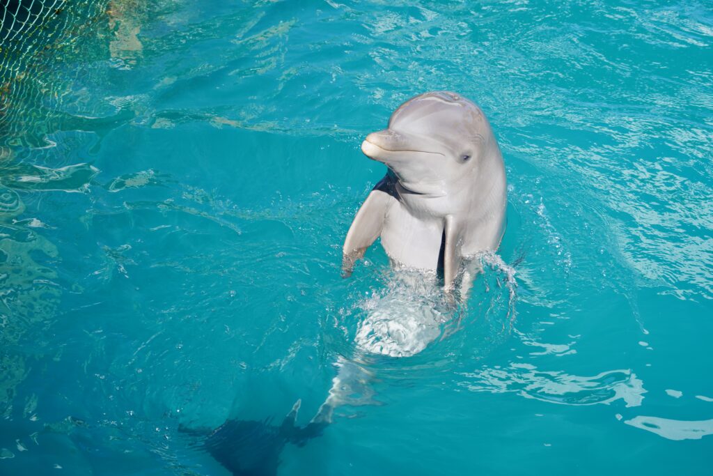Puerto Plata—Ocean World Adventure Park dolphin