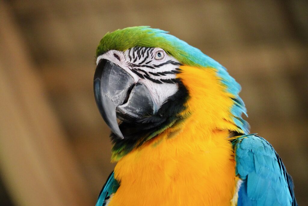 Puerto Plata—Ocean World Adventure Park bird