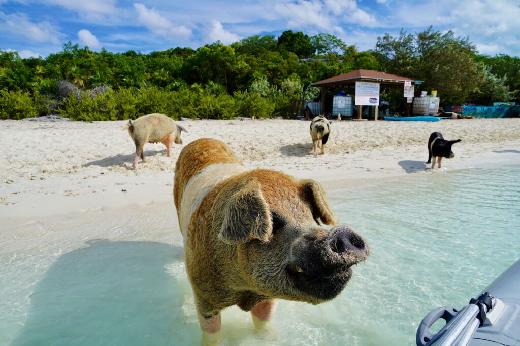 Staniel Cay's Pig Beach