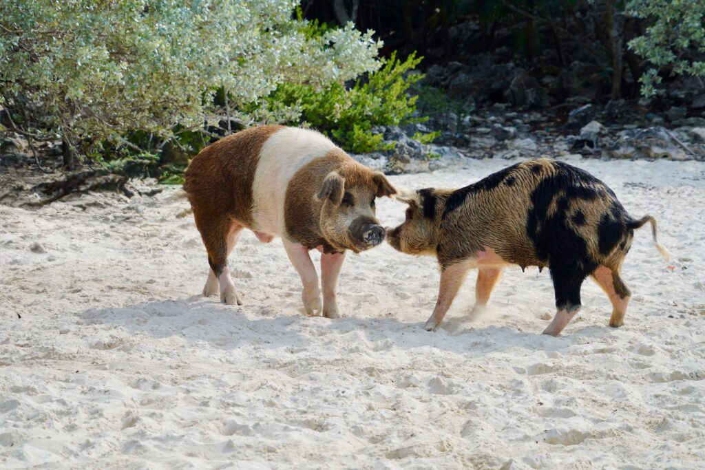 Staniel Cay's Pig Beach