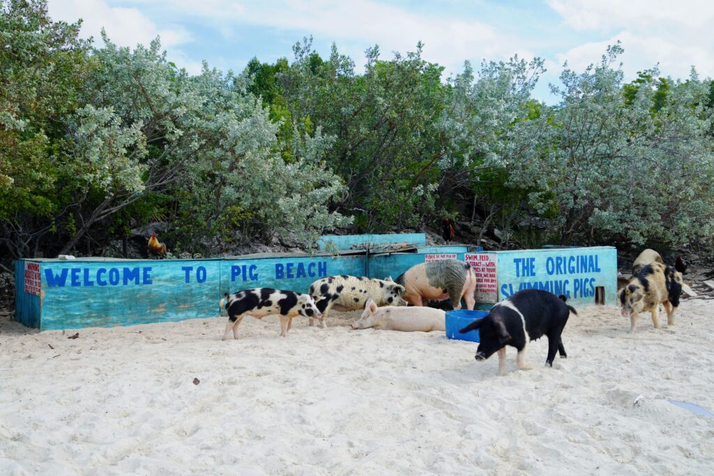 Staniel Cay's Pig Beach
