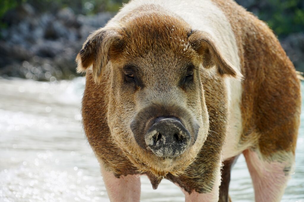 Staniel Cay's Pig Beach