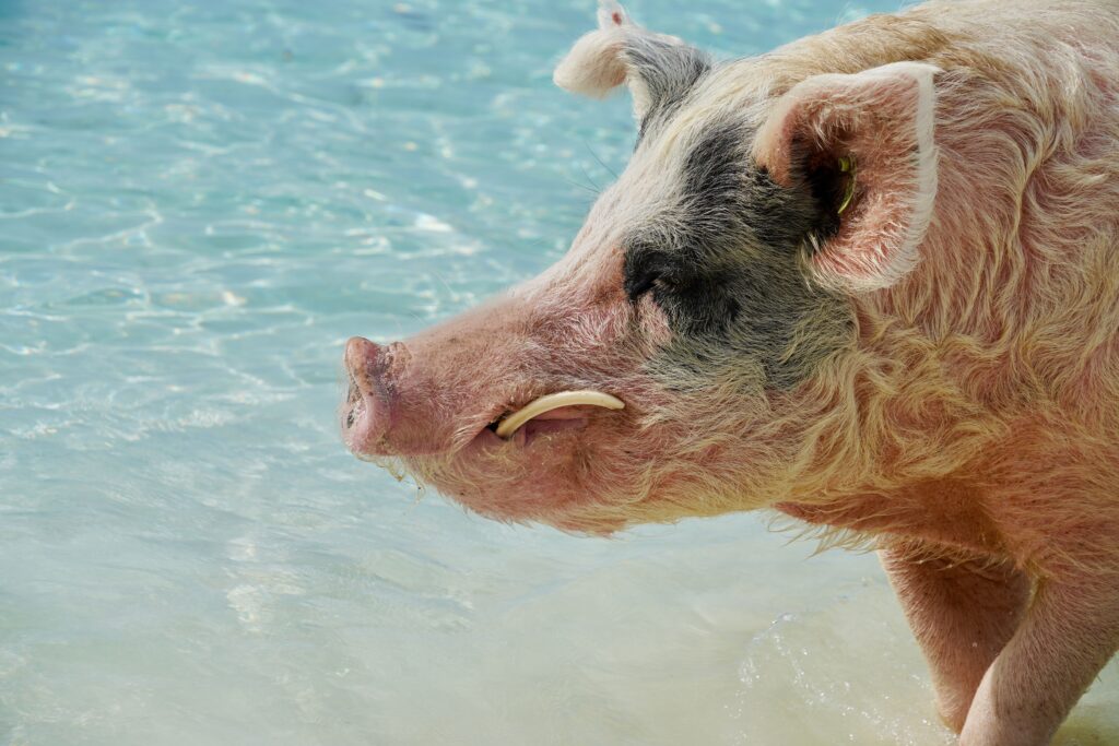 Staniel Cay's Pig Beach