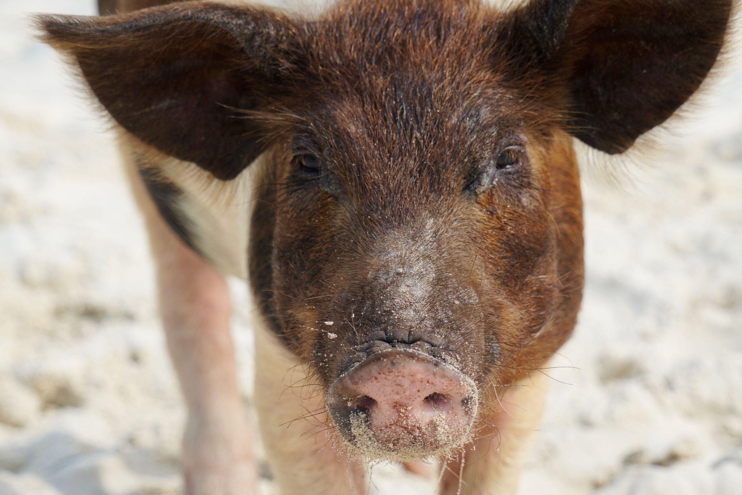 Staniel Cay's Pig Beach