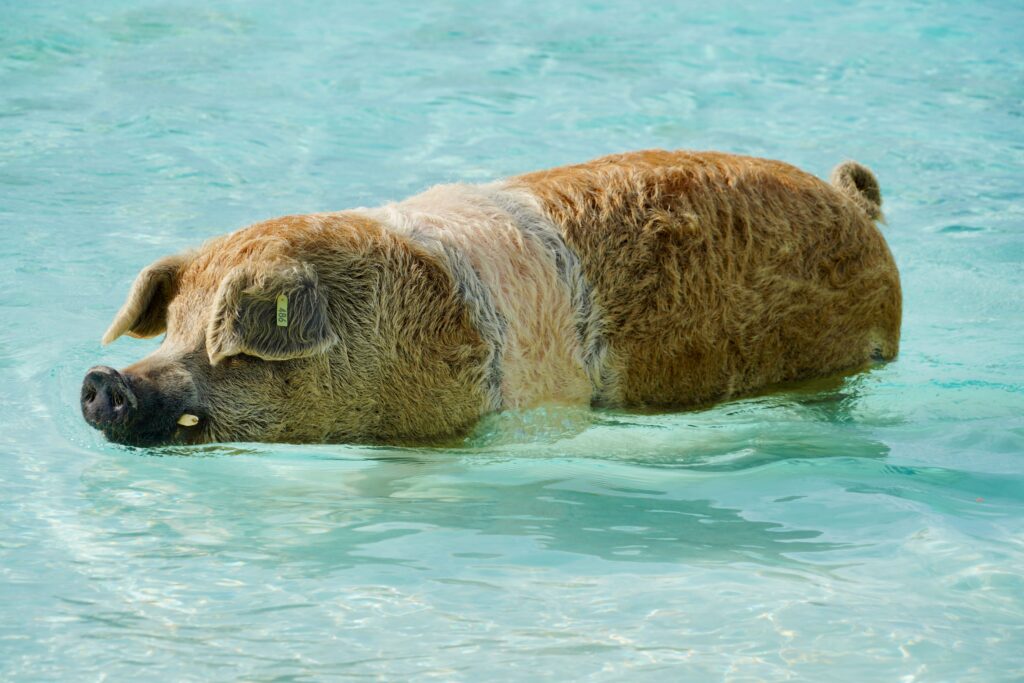 Staniel Cay's Pig Beach