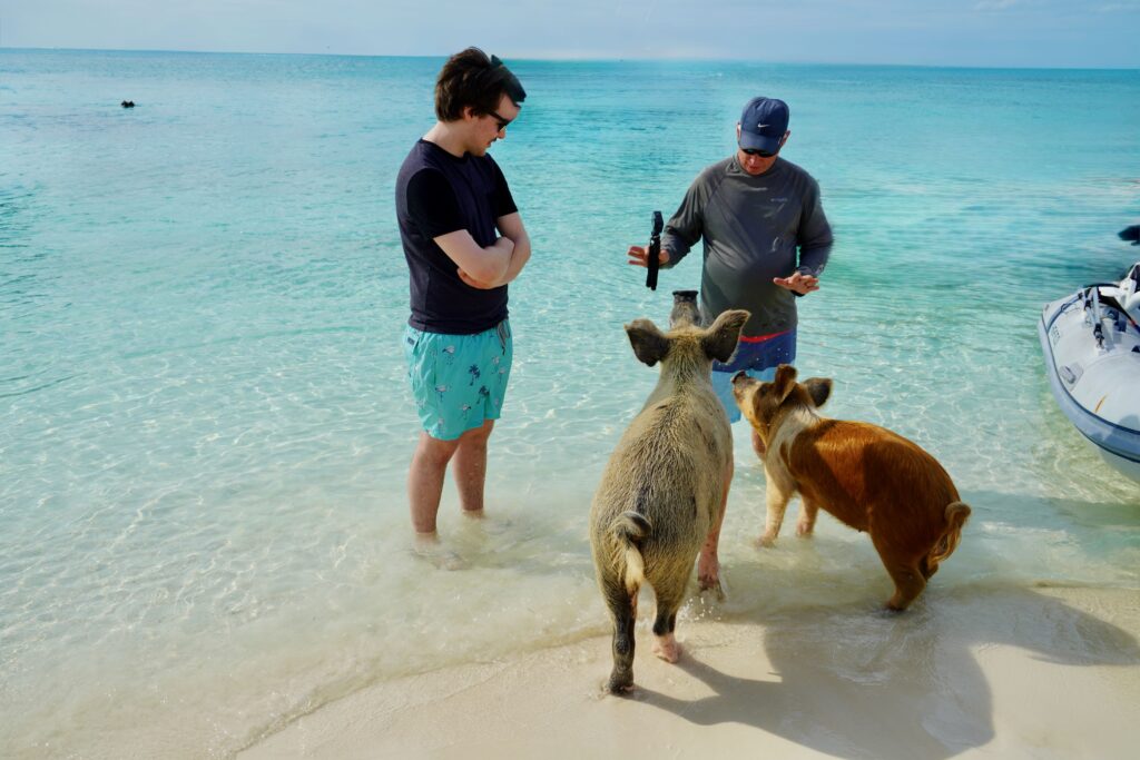Staniel Cay's Pig Beach