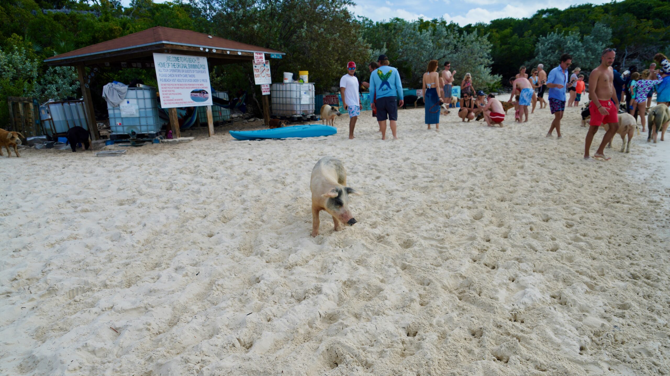 Staniel Cay's Pig Beach