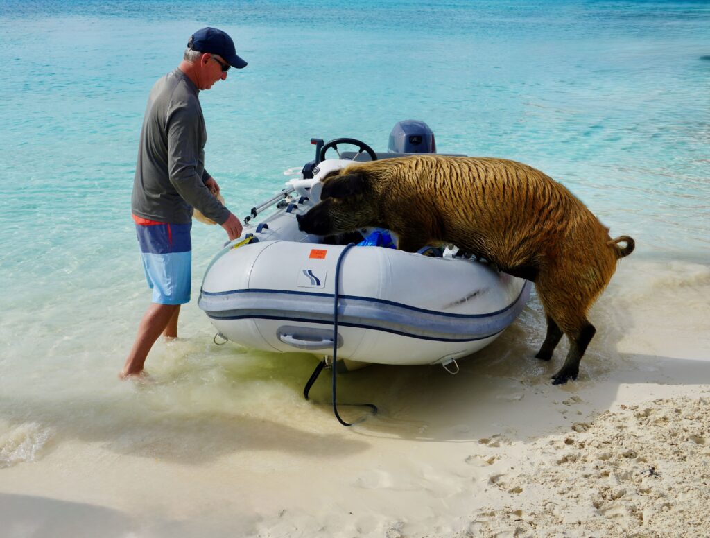 Staniel Cay's Pig Beach