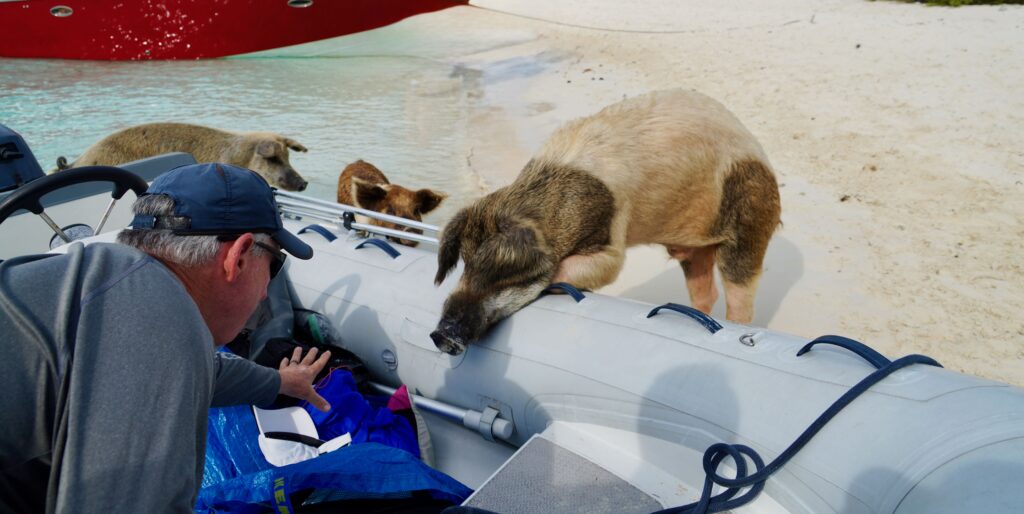 Staniel Cay's Pig Beach