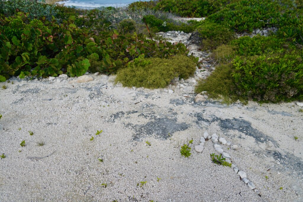 Black Point, Great Guana Cay—Nismo's Blowhole
