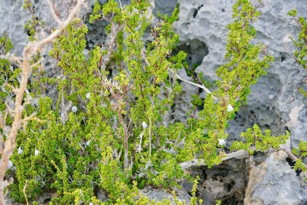 Black Point, Great Guana Cay—Nismo's Blowhole