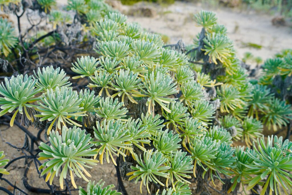 Black Point, Great Guana Cay—Nismo's Blowhole