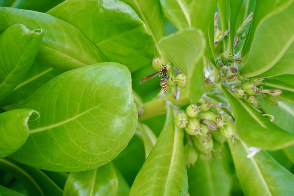 Black Point, Great Guana Cay—Long Beach