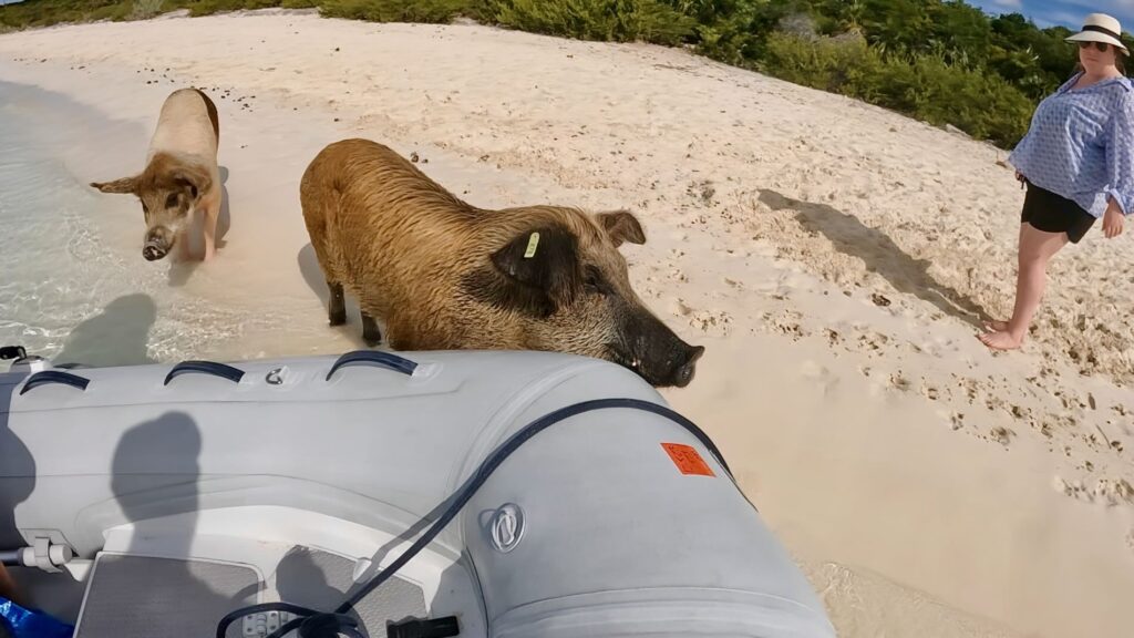 Staniel Cay's Pig Beach