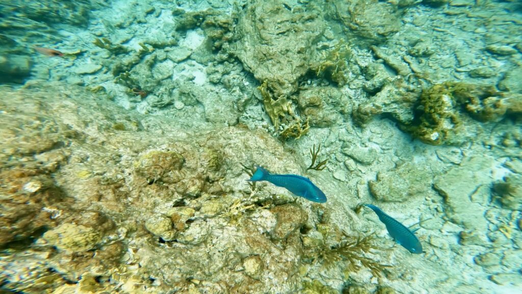 The British Virgin Islands (BVIs)—RMS Rhone