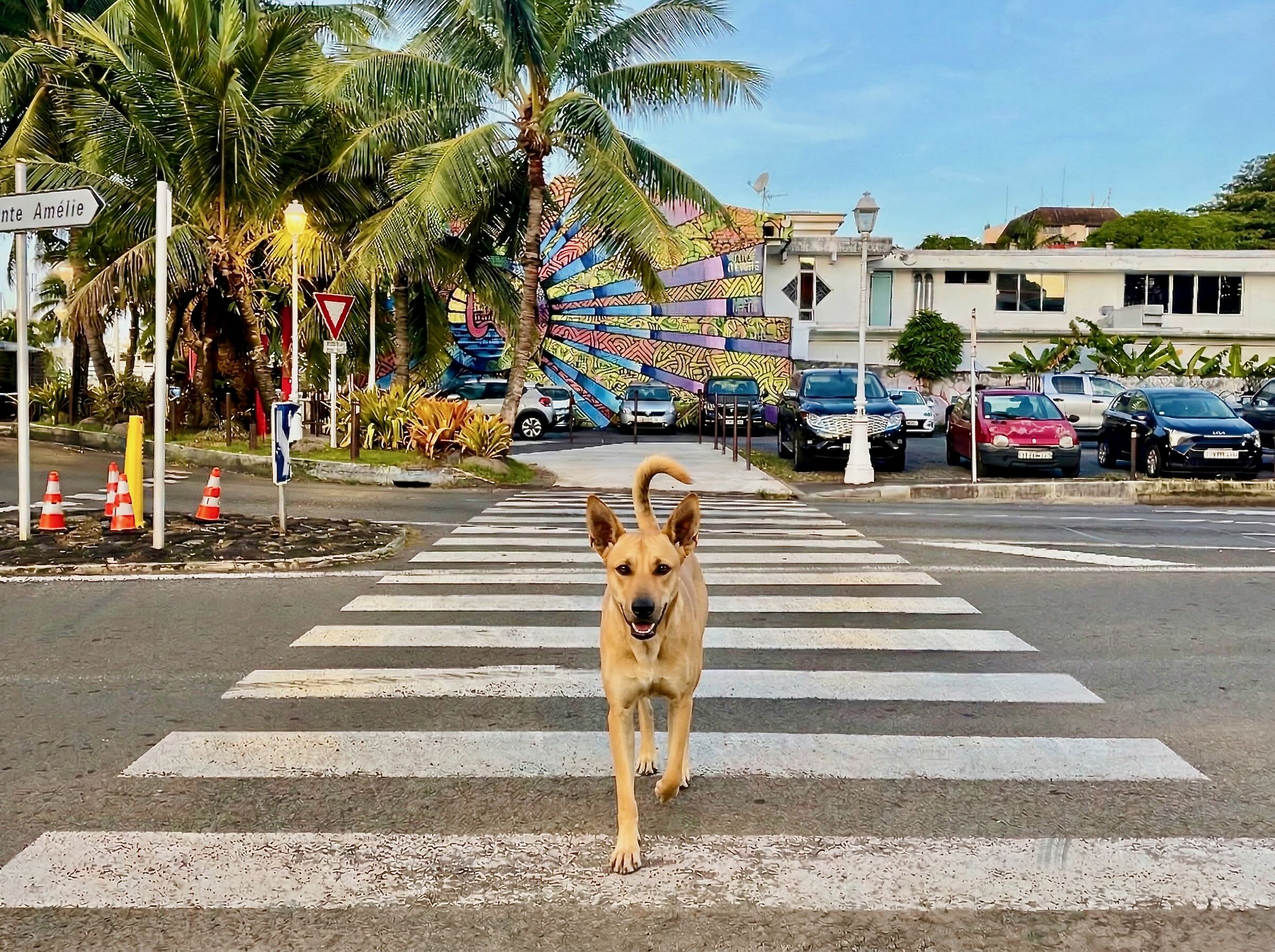 Tahitian pup in a crosswalk