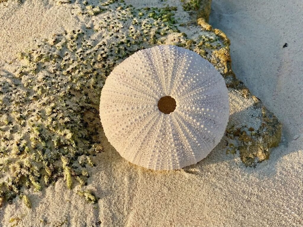 George Town, Great Exuma Island—Sand Dollar Beach