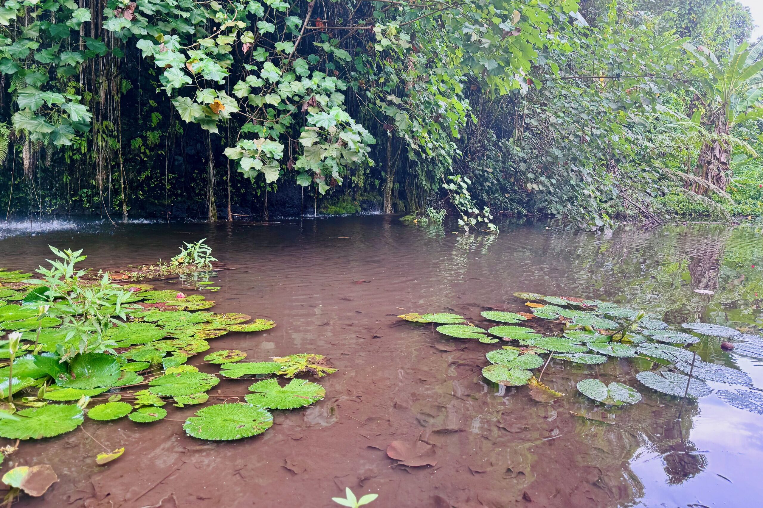 Jardins d'eau de Vaipahi in Tahiti