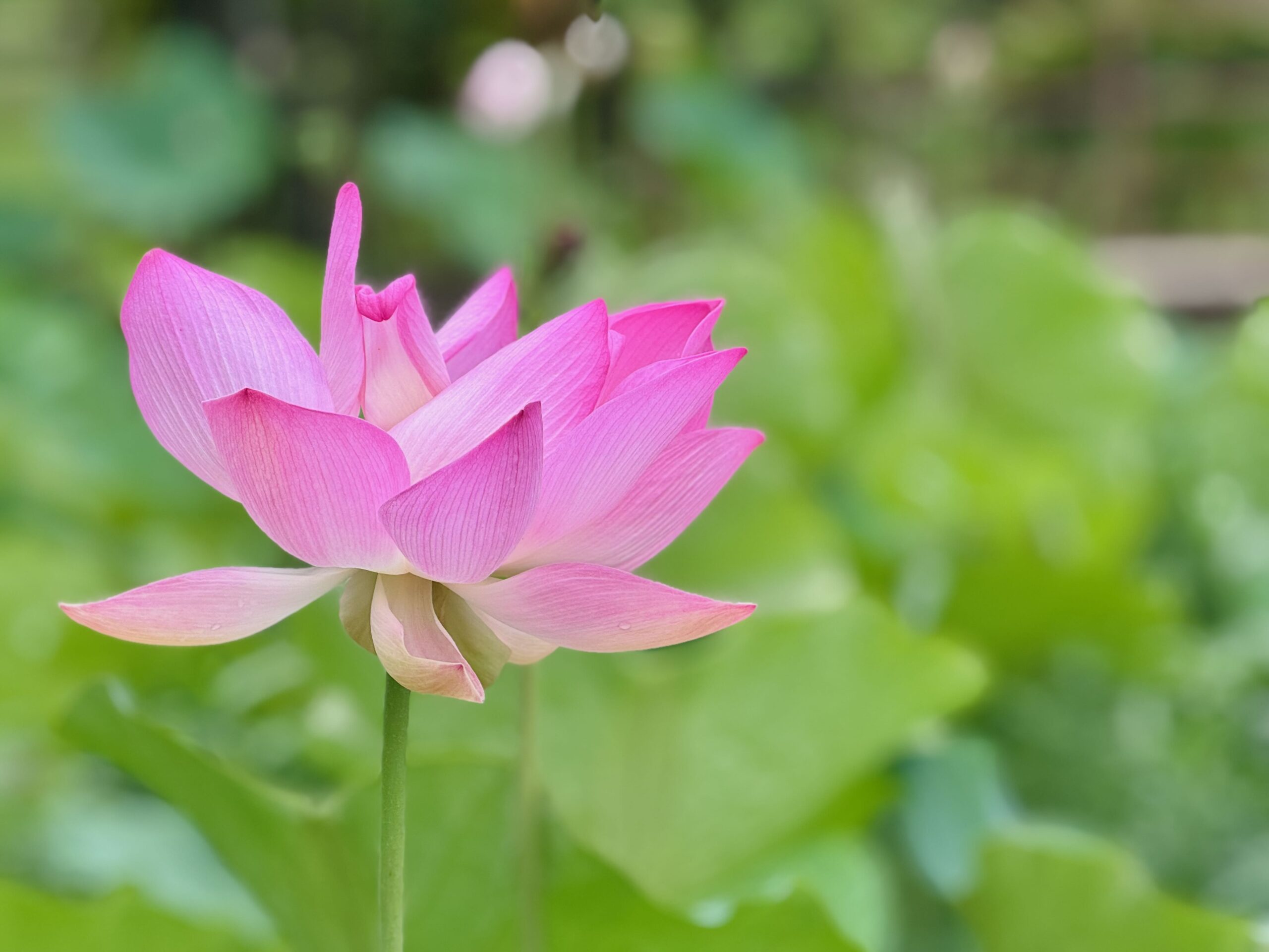 Jardins d'eau de Vaipahi in Tahiti