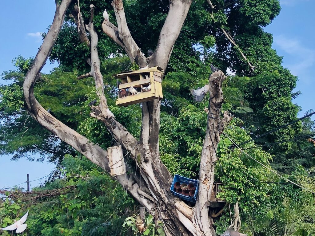 Bird houses in Puerto Plata