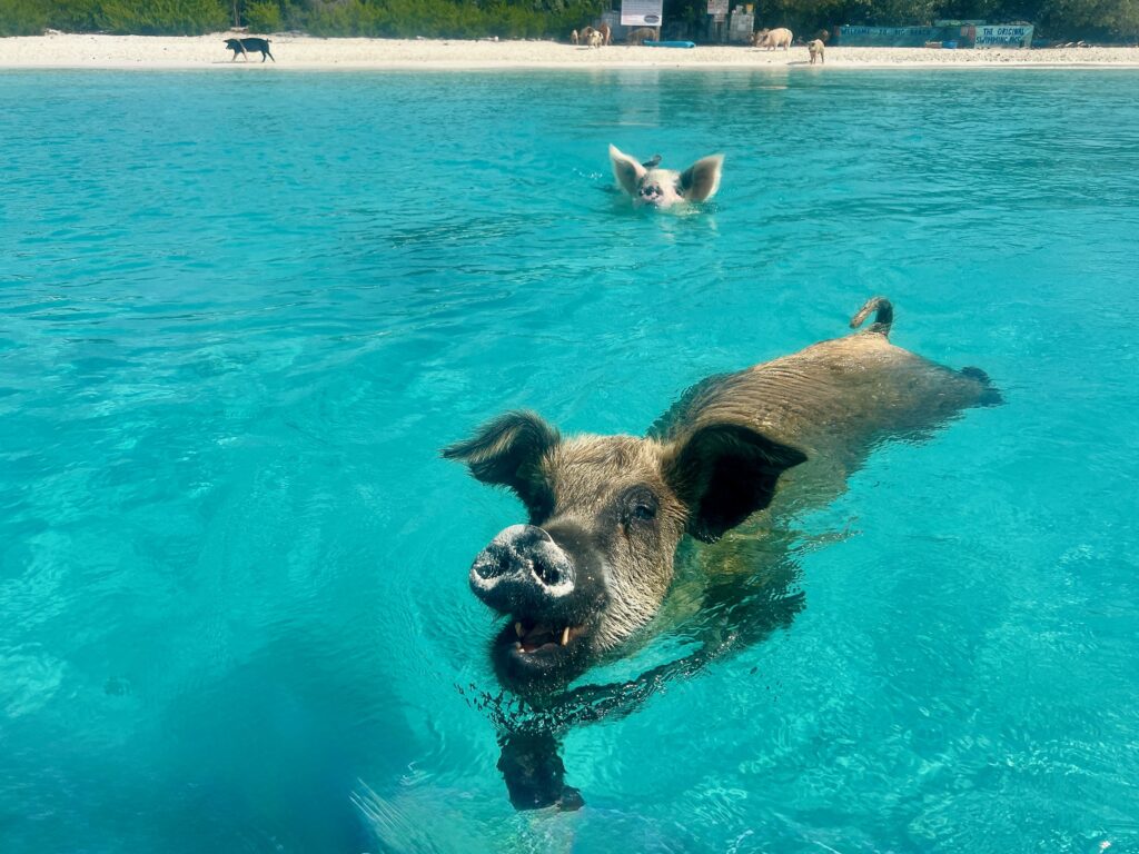 Staniel Cay's Pig Beach