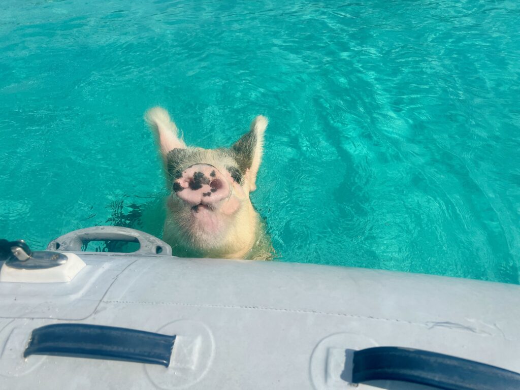 Staniel Cay's Pig Beach
