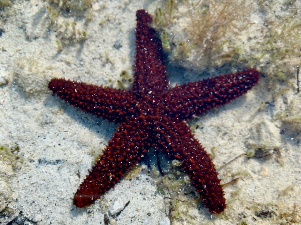 George Town, Great Exuma Island—Starfish Beach