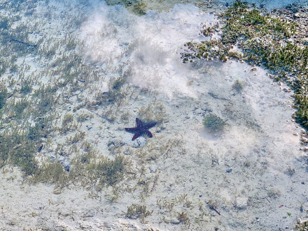 George Town, Great Exuma Island—Starfish Beach