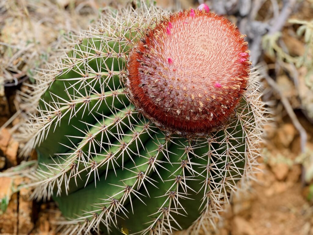 The British Virgin Islands (BVIs)—Spyglass Hill succulent
