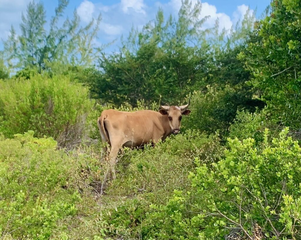 The British Virgin Islands (BVIs)—Anegada cow