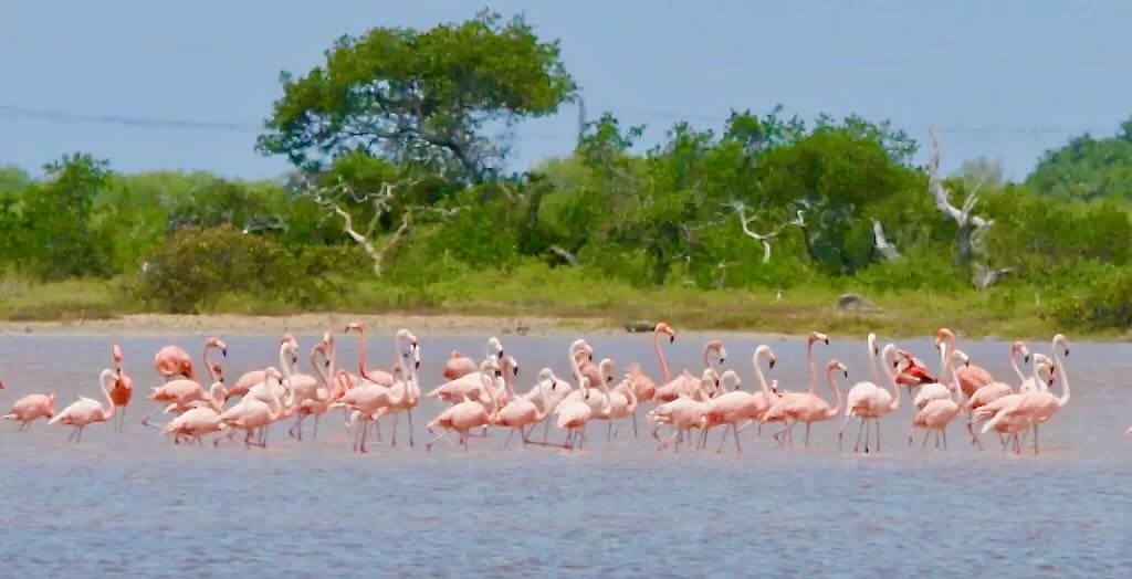 The British Virgin Islands (BVIs)—Anegada flamingoes